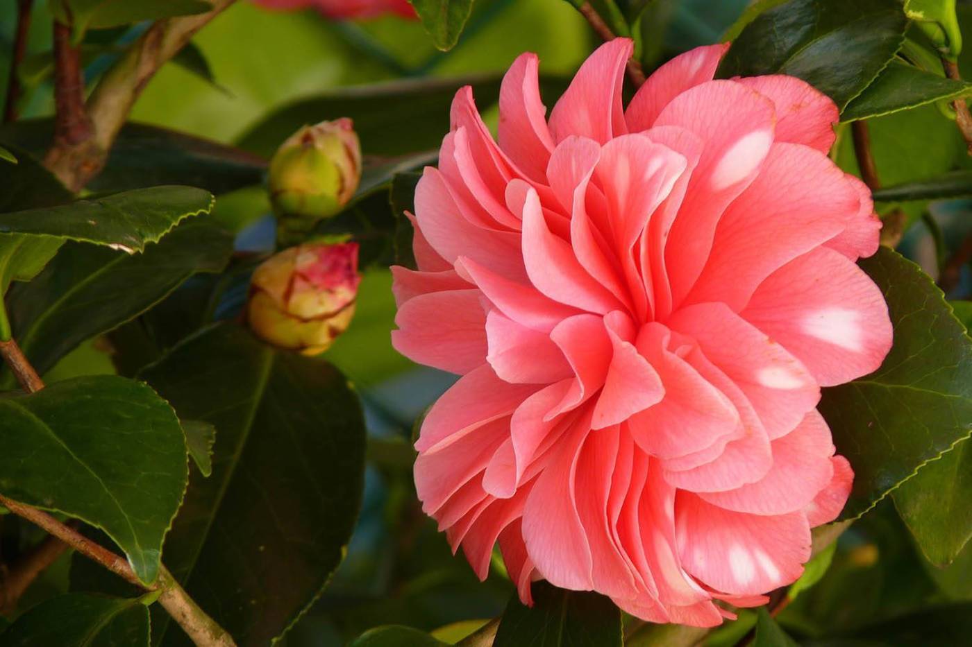 Cuáles son las flores más hermosas en Colombia